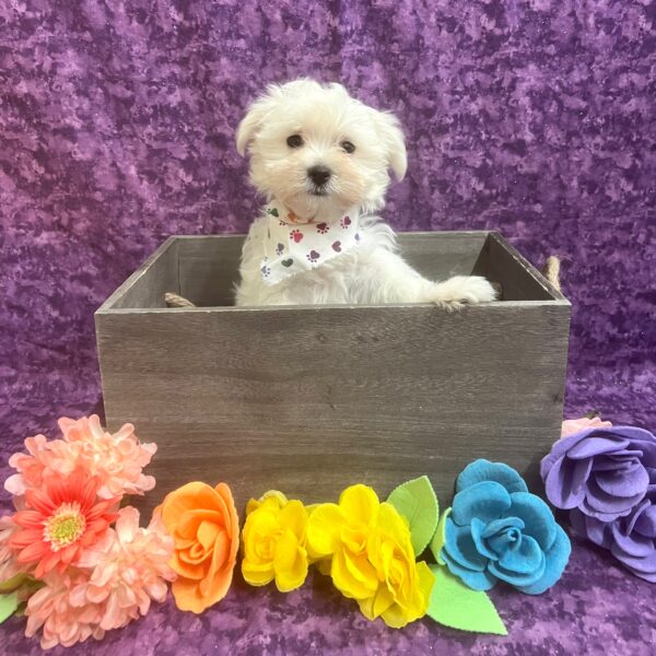 Maltese DOG Male White 5793 Petland Fort Walton Beach, FL