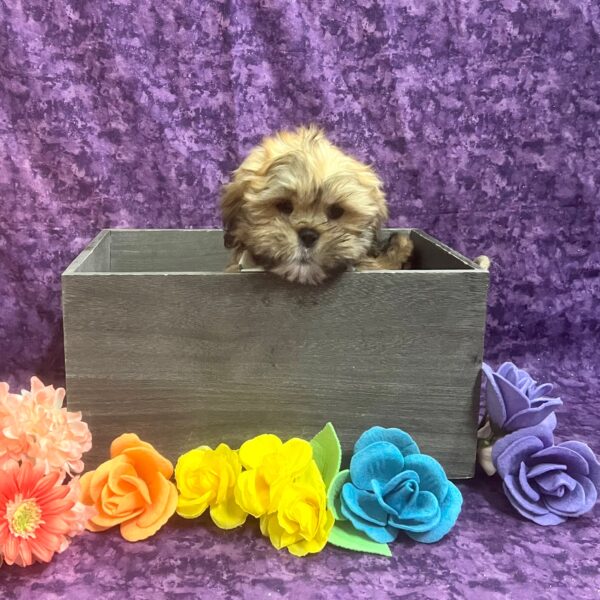 Lhasa Apso-DOG-Male-Golden-5830-Petland Fort Walton Beach, FL