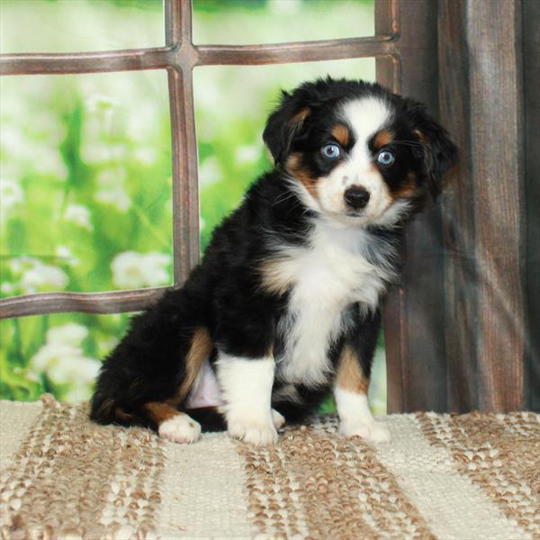 Australian Shepherd-DOG-Female-Black / Tan-5859-Petland Fort Walton Beach, FL