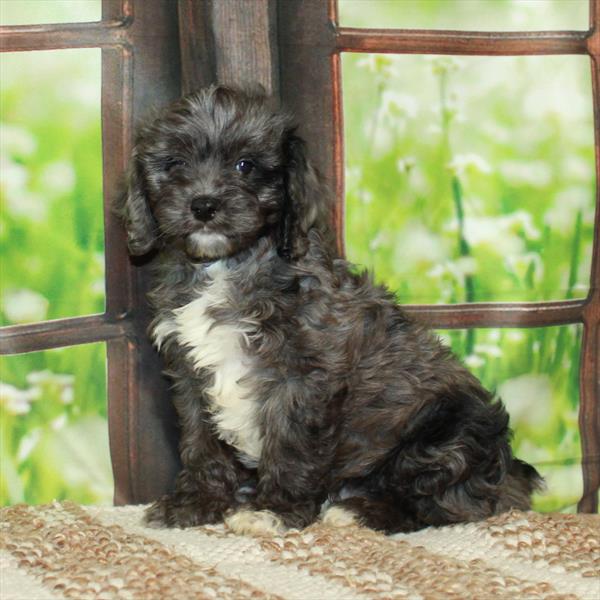 Cavapoo-DOG-Male-Blue Merle-5860-Petland Fort Walton Beach, FL