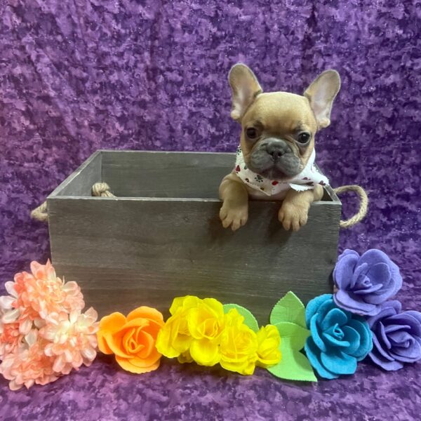 French Bulldog-DOG-Female-Chocolate-5872-Petland Fort Walton Beach, FL