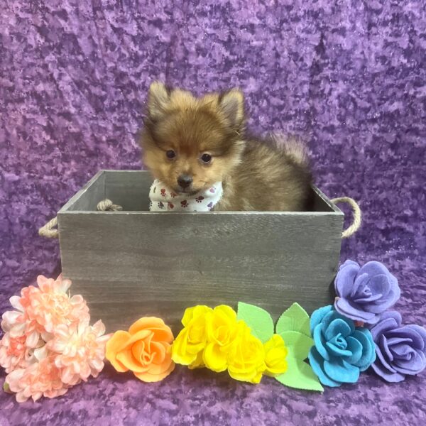 Pomeranian-DOG-Male-Red/Sable-5875-Petland Fort Walton Beach, FL