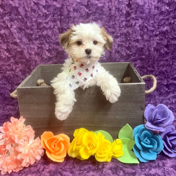 Havanese-DOG-Female-Sable & White-5879-Petland Fort Walton Beach, FL