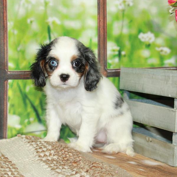 Cavalier King Charles Spaniel-DOG-Female-White Blue Merle / Tan-5897-Petland Fort Walton Beach, FL