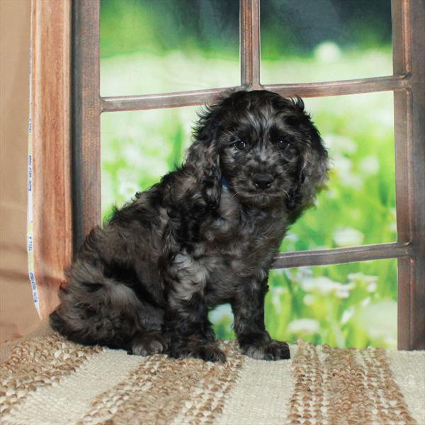 Cockapoo-DOG-Male-Blue Roan-5899-Petland Fort Walton Beach, FL