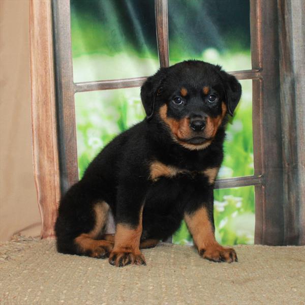 Rottweiler-DOG-Female-Black / Tan-5900-Petland Fort Walton Beach, FL