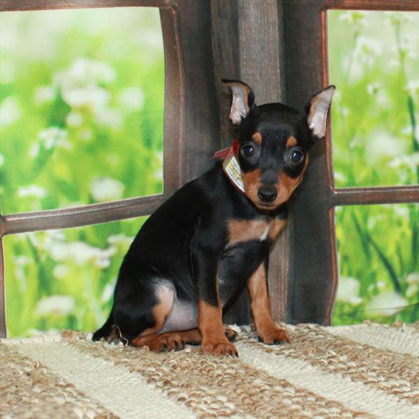 Miniature Pinscher DOG Female Black / Rust 5903 Petland Fort Walton Beach, FL