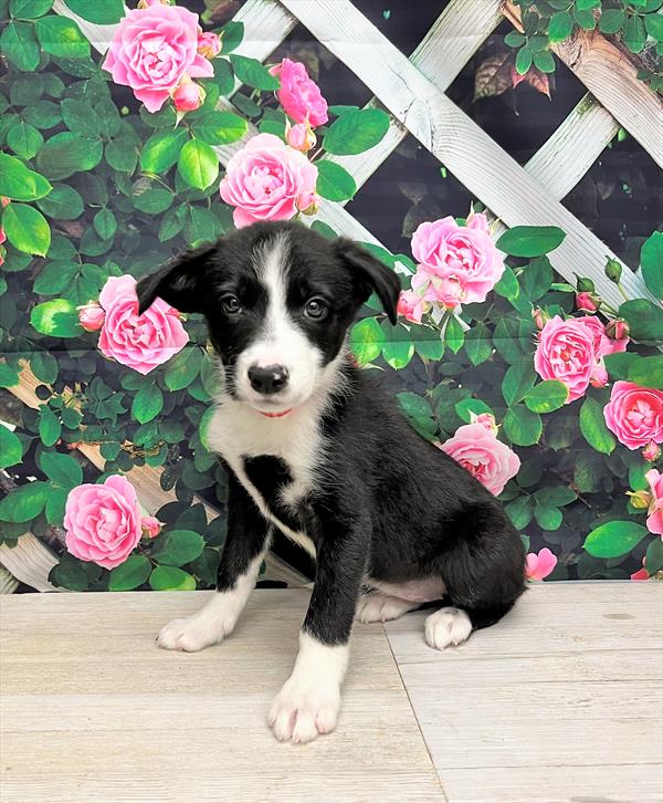 Border Collie-DOG-Female-Black-5905-Petland Fort Walton Beach, FL