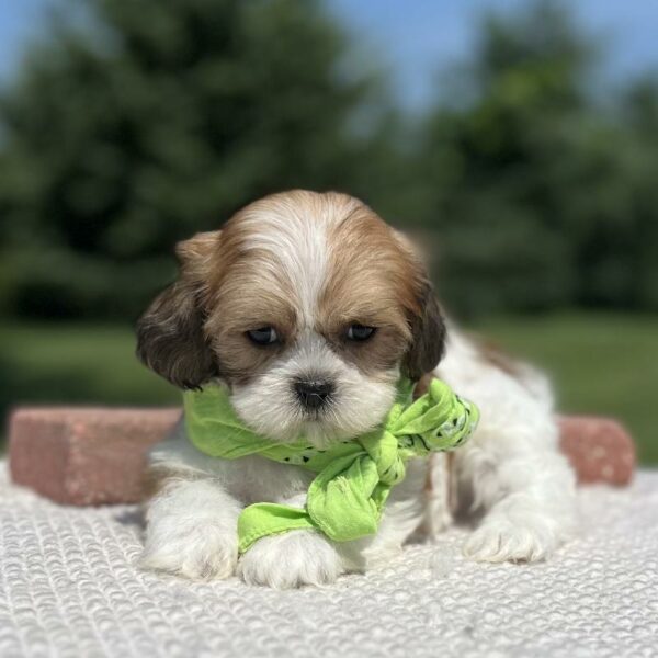 Lhasa Apso-DOG-Female-Golden/White/Parti-5940-Petland Fort Walton Beach, FL