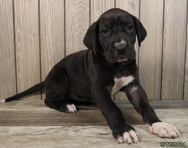 Great Dane-DOG-Female-Black-917-Petland Fort Walton Beach, FL