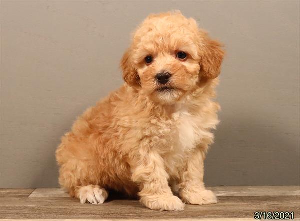 Poodle DOG Male Apricot 918 Petland Fort Walton Beach, FL