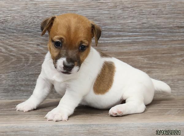 Jack Russell Terrier-DOG-Male-Brown / White-919-Petland Fort Walton Beach, FL