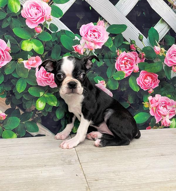 Boston Terrier DOG Female Black 5974 Petland Fort Walton Beach, FL