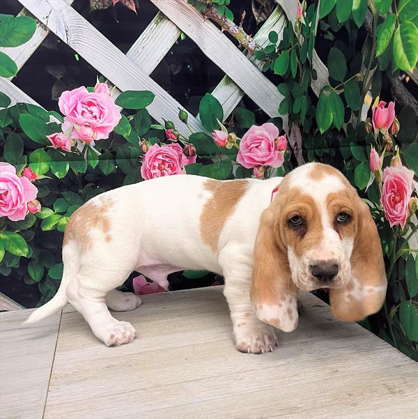 Basset Hound-DOG-Male-Lemon / White-5975-Petland Fort Walton Beach, FL