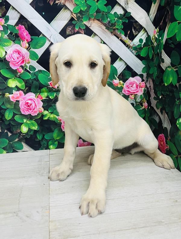 Labrador Retriever-DOG-Female-Yellow-5976-Petland Fort Walton Beach, FL