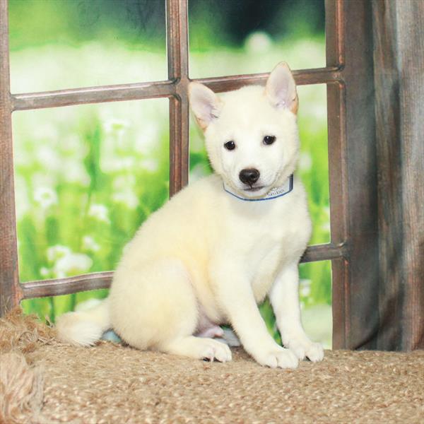 Shiba Inu-DOG-Male-Cream-5977-Petland Fort Walton Beach, FL