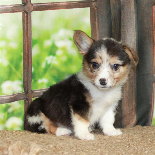 Pembroke Welsh Corgi-DOG-Male-Blue Merle / Tan-5978-Petland Fort Walton Beach, FL