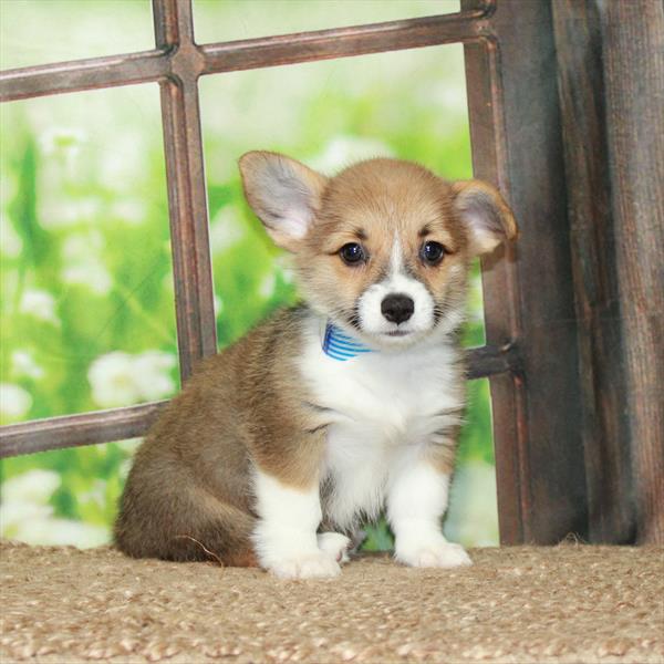 Pembroke Welsh Corgi-DOG-Female-Red / White-5979-Petland Fort Walton Beach, FL