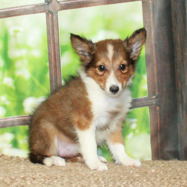 Shetland Sheepdog-DOG-Female-Sable / White-5980-Petland Fort Walton Beach, FL