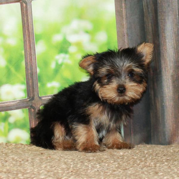 Yorkshire Terrier-DOG-Male-Black / Tan-5981-Petland Fort Walton Beach, FL