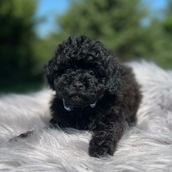 Poodle DOG Female Black 5984 Petland Fort Walton Beach, FL