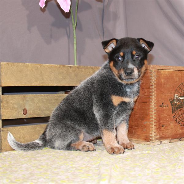 Australian Cattle Dog DOG Female Blue 921 Petland Fort Walton Beach, FL