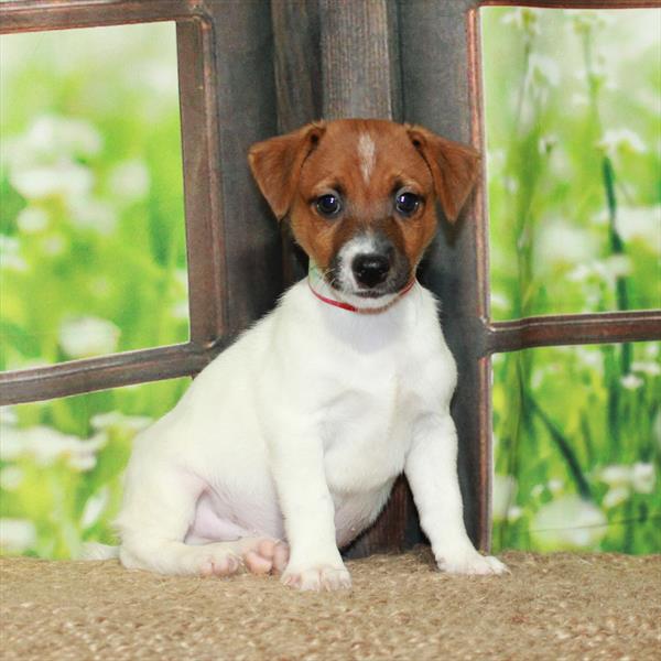 Jack Russell Terrier-DOG-Male-White / Red-6001-Petland Fort Walton Beach, FL