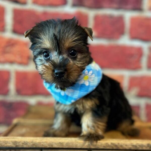 Silky Terrier DOG Female Black & Tan 5990 Petland Fort Walton Beach, FL