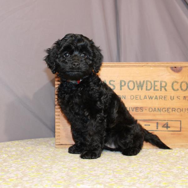 Cavapoo-DOG-Female-Black-923-Petland Fort Walton Beach, FL