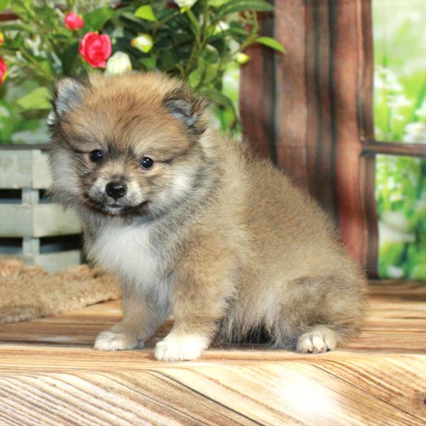 Pomeranian-DOG-Female-Red-6027-Petland Fort Walton Beach, FL