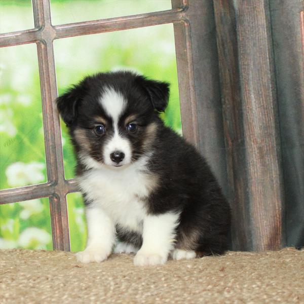 Australian Shepherd-DOG-Male-Black / Tan-6028-Petland Fort Walton Beach, FL