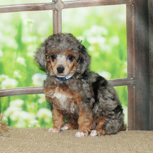 Poodle DOG Female Blue Merle / Tan 6029 Petland Fort Walton Beach, FL