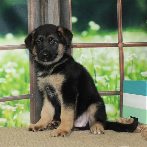 German Shepherd-DOG-Male-Black / Tan-6032-Petland Fort Walton Beach, FL