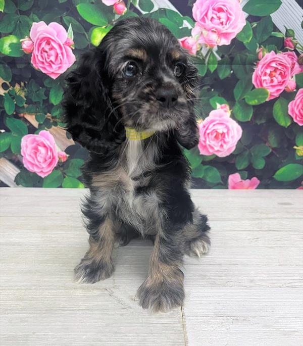 Cocker Spaniel DOG Female Blue Roan / Tan 6037 Petland Fort Walton Beach, FL