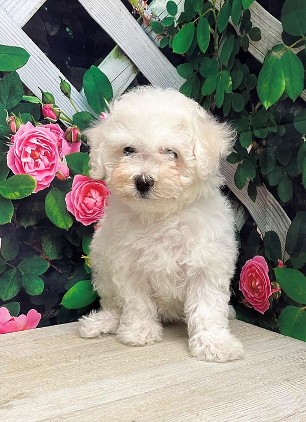 Bichon Frise DOG Female White 6038 Petland Fort Walton Beach, FL