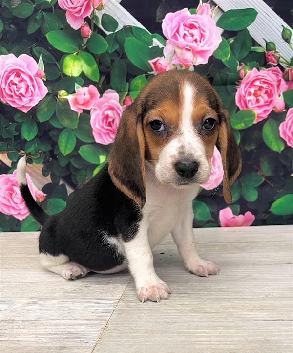 Beagle DOG Male Black White / Tan 6040 Petland Fort Walton Beach, FL