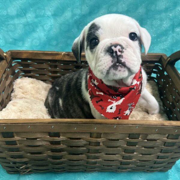 English Bulldog DOG Female 5987 Petland Fort Walton Beach, FL