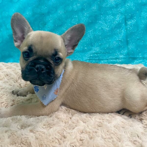 French Bulldog-DOG-Male--5989-Petland Fort Walton Beach, FL