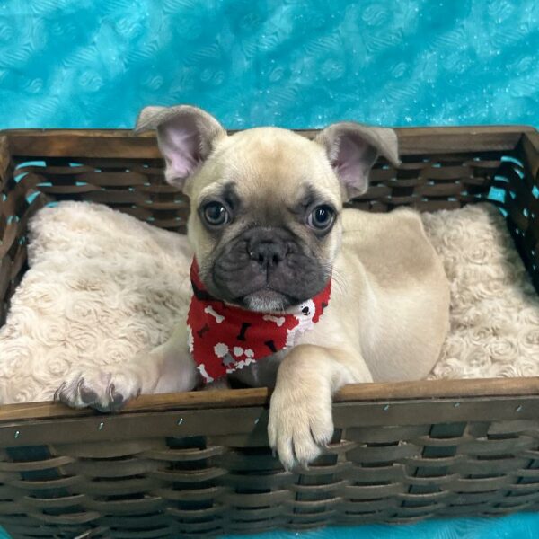 French Bulldog-DOG-Female--5988-Petland Fort Walton Beach, FL