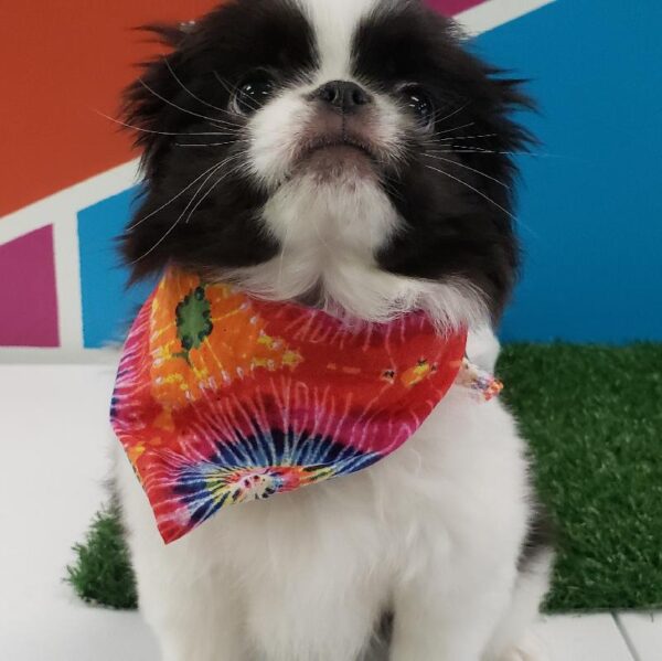 Japanese Chin-DOG-Male-Black/White-839-Petland Fort Walton Beach, FL