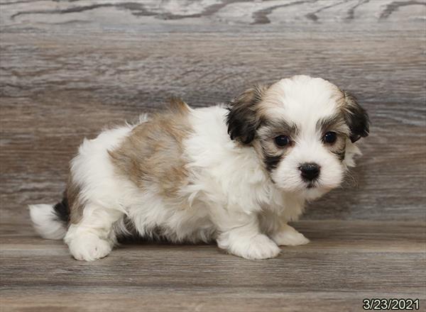 Coton De Tulear DOG Male Brown / White 962 Petland Fort Walton Beach, FL