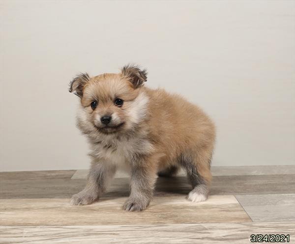 Pomeranian-DOG-Female-Cream-967-Petland Fort Walton Beach, FL