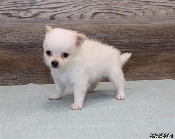 Chihuahua DOG Male White 997 Petland Fort Walton Beach, FL