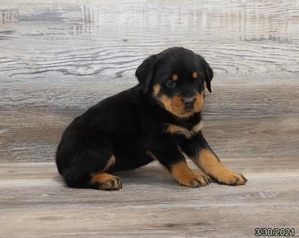 Rottweiler-DOG-Female-Black / Tan-998-Petland Fort Walton Beach, FL