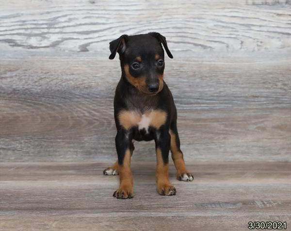 Miniature Pinscher DOG Female Black / Tan 1000 Petland Fort Walton Beach, FL