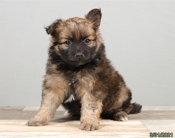 Pomeranian-DOG-Male-Sable-1002-Petland Fort Walton Beach, FL