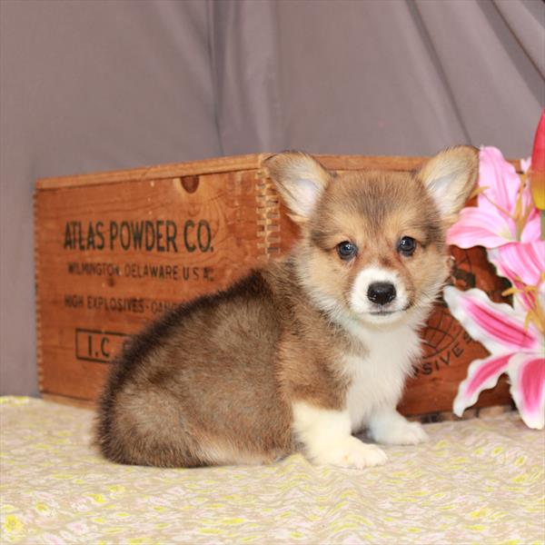 Pembroke Welsh Corgi-DOG-Male-Red-1003-Petland Fort Walton Beach, FL