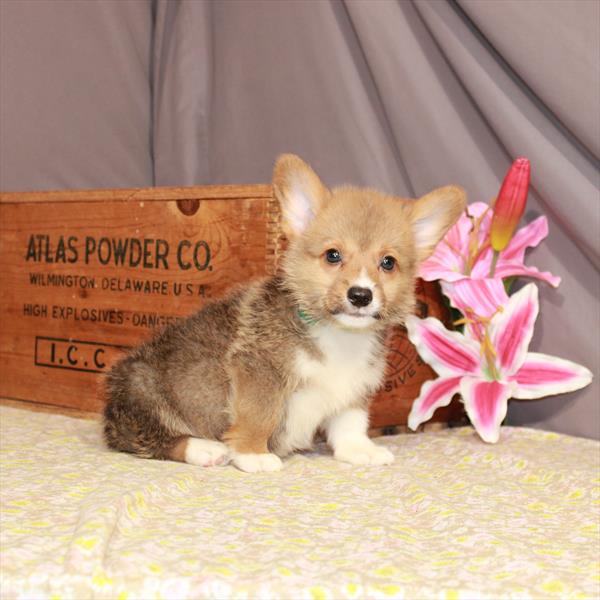 Pembroke Welsh Corgi DOG Male Red 1004 Petland Fort Walton Beach, FL