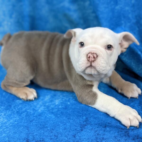 English Bulldog DOG Female Lilac Tri 841 Petland Fort Walton Beach, FL