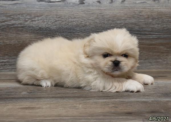 Pekingese-DOG-Female-Cream-1047-Petland Fort Walton Beach, FL